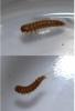 Attagenus sp.